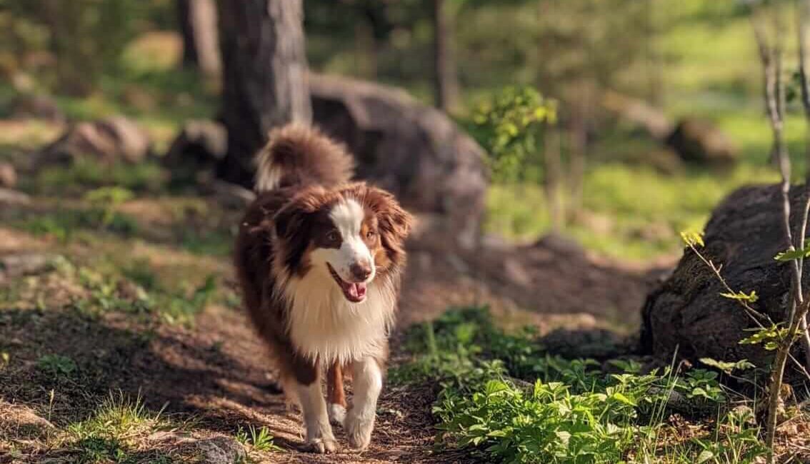 Hund Simba - systemische Beraterin Nicoletta Reinhard